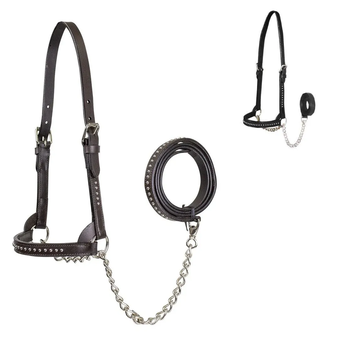 Derby New and Improved Premium Show Spotted Flat Leather Cattle Show Halter with Matching Chain Lead - One Year Limited Manufacturer’s Warranty