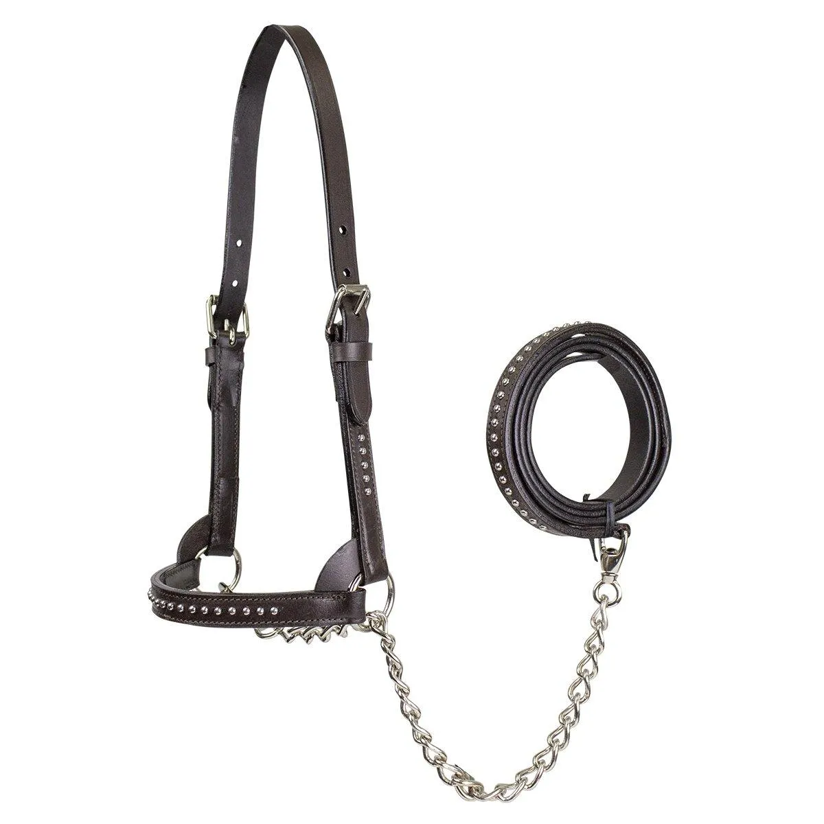 Derby New and Improved Premium Show Spotted Flat Leather Cattle Show Halter with Matching Chain Lead - One Year Limited Manufacturer’s Warranty