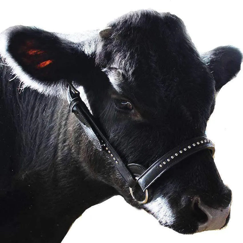 Derby New and Improved Premium Show Spotted Flat Leather Cattle Show Halter with Matching Chain Lead - One Year Limited Manufacturer’s Warranty