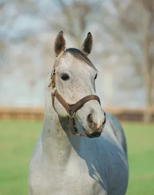 Spectacular Bid